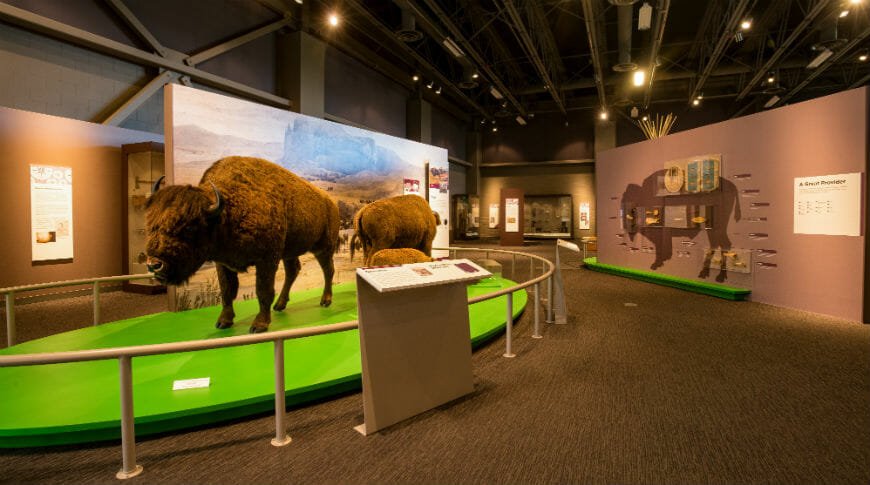 Stuffed buffalo exhibit at ND Heritage Museum in Bismarck, ND